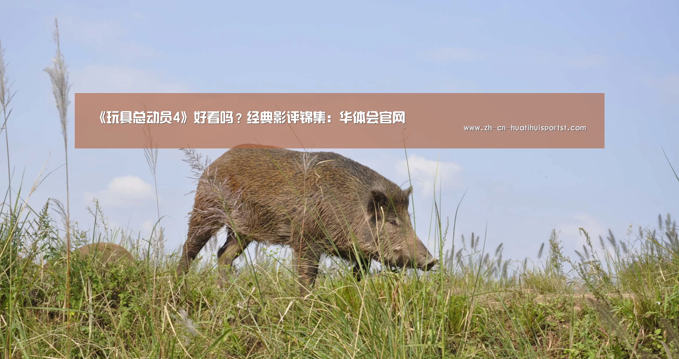《玩具总动员4》好看吗?经典影评锦集:华体会官网(图1) 华体会